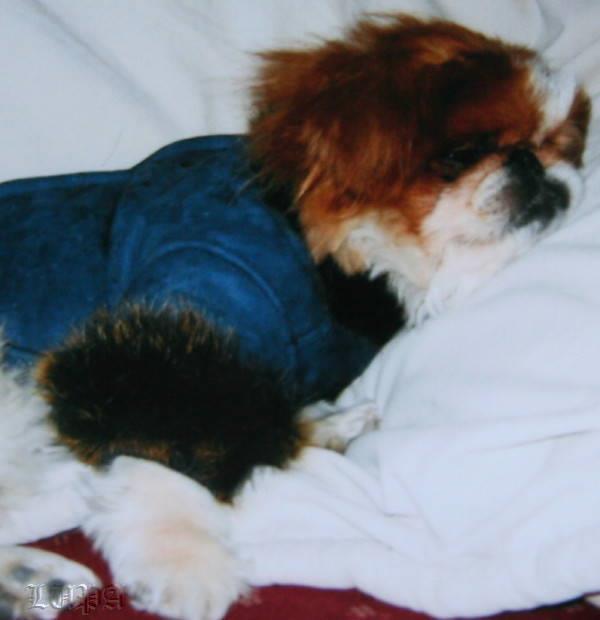 Romeo - shearling jacket for dog